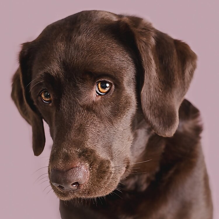 Dori