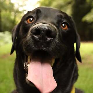 Percy 