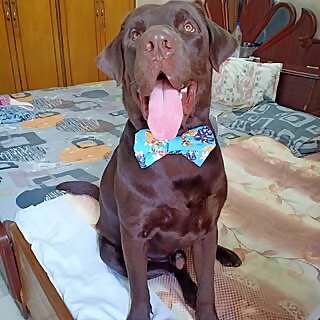  Victor