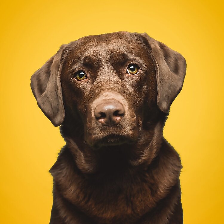 Nala 