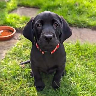 Peggy 