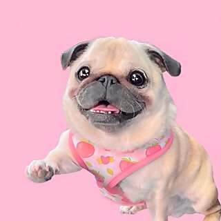 Loulou