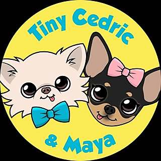 Tiny Chihuahua Cedric & Maya