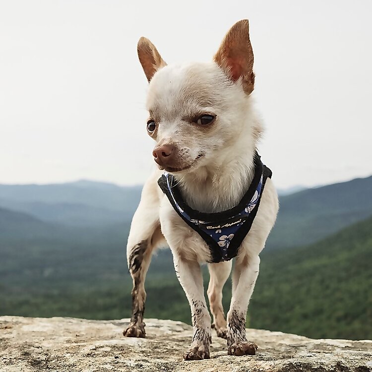 Mr. Pink the Chihuahua