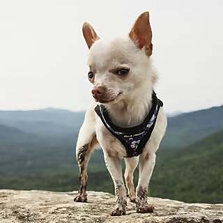 Mr. Pink the Chihuahua