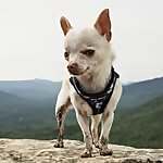 Mr. Pink the Chihuahua