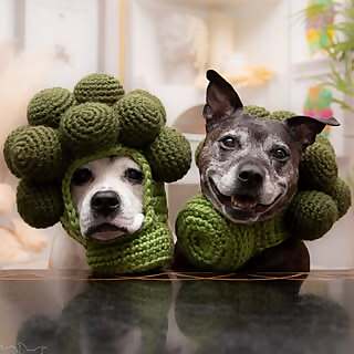 Sookie and Ivy