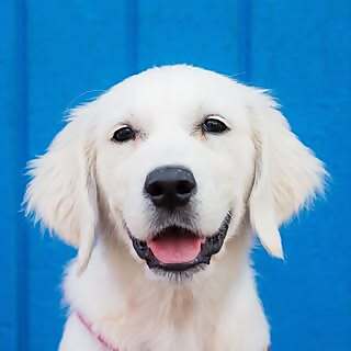 Lady the Golden Retriever