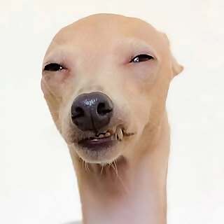 Meeko the Iggy