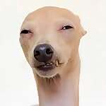 Meeko the Iggy