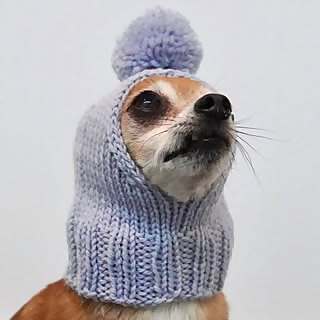Taco Foxyhuahua