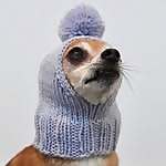 Taco Foxyhuahua