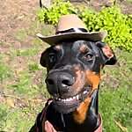 Cowboy