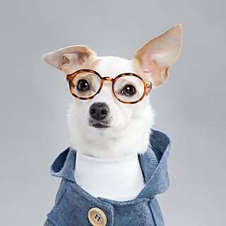 Bao the Chihuahua
