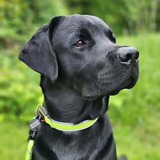 Gus