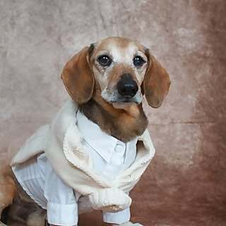 Lucas the dog