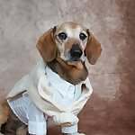 Lucas the dog