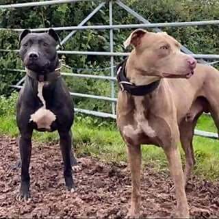 Dogs