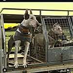 Dogs