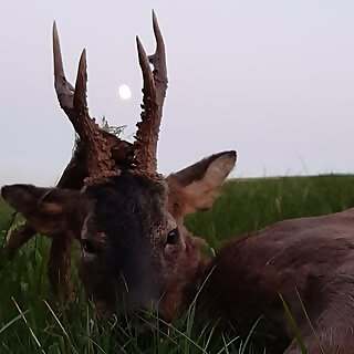 The Deer Stalker