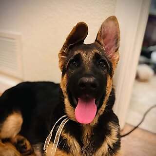 Ember 