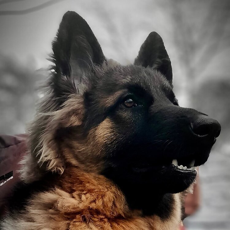 Bihari German Shepherd