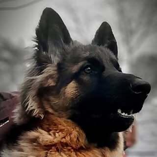 Bihari German Shepherd