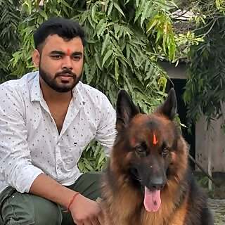 Bihari German Shepherd