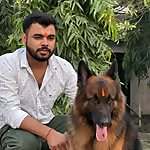 Bihari German Shepherd