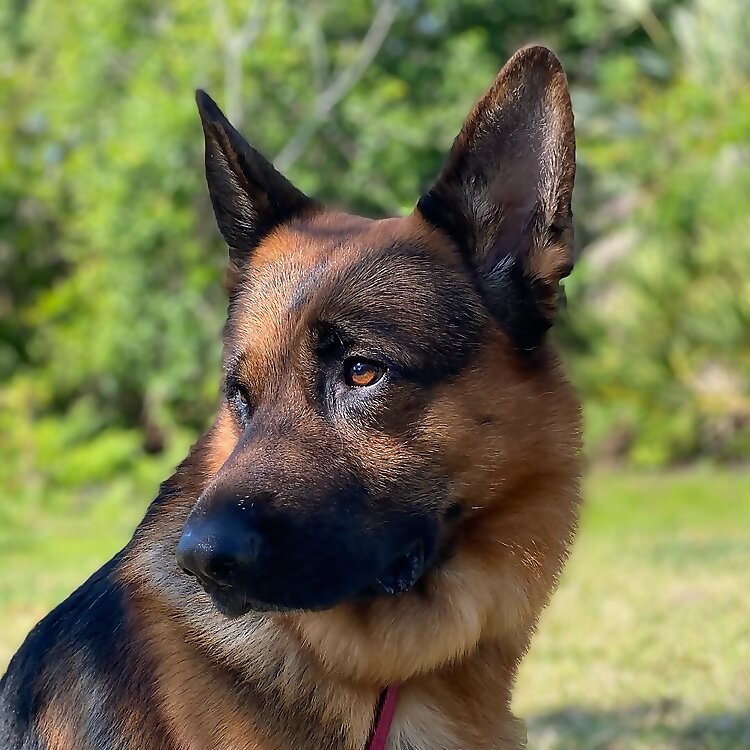 Zeus 