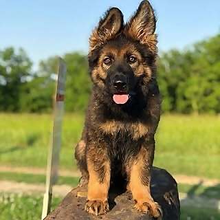 German Shepherd