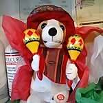 Oso Daisy Draza