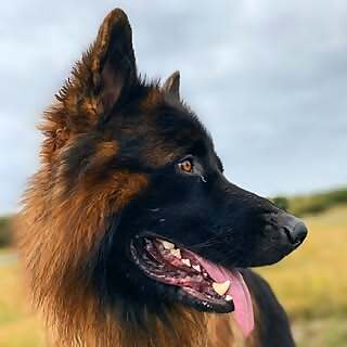 Skoll