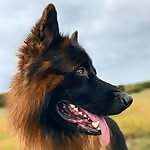 Skoll