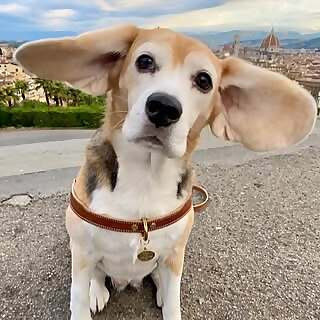 Baci 
