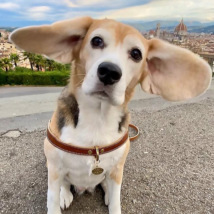 Baci 