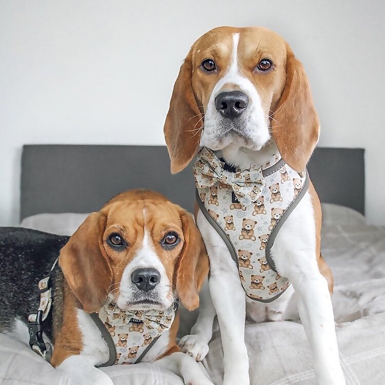 Kiki & Koko 