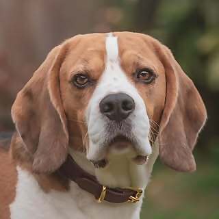 Basil