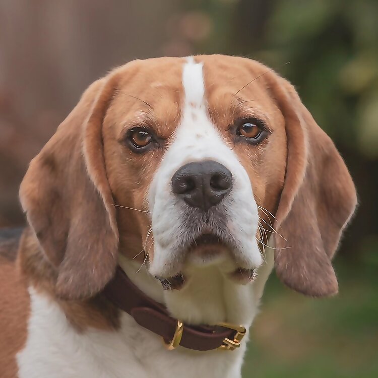 Basil