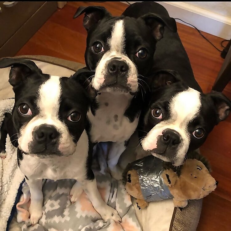 Fiona, Ruby & Lucy 