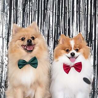 Teddy & Mochi