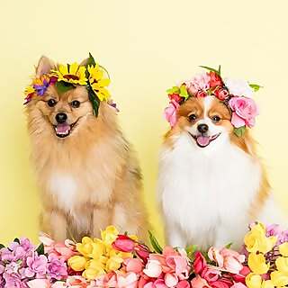 Teddy & Mochi