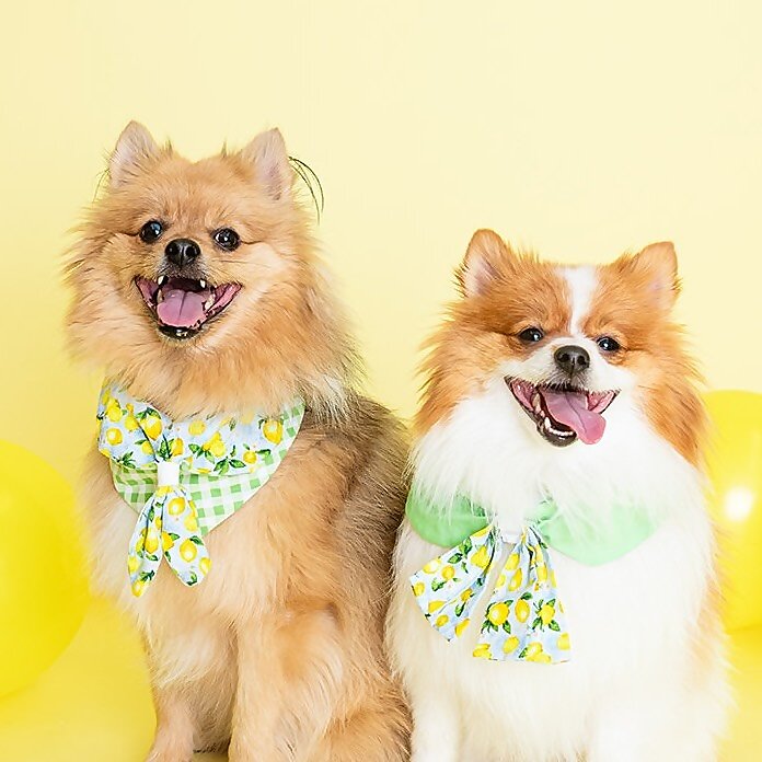 Teddy & Mochi