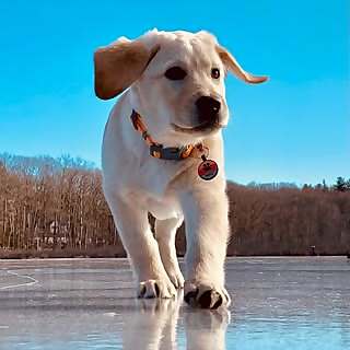Maple