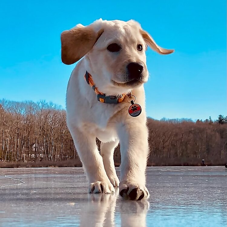 Maple