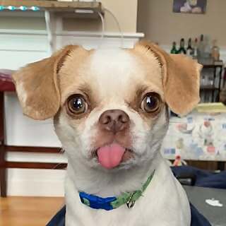 Gus