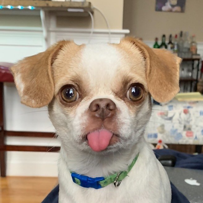 Gus