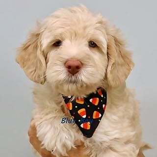 Benji Bean