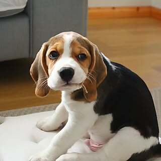 Bertie 