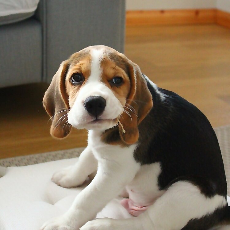 Bertie 